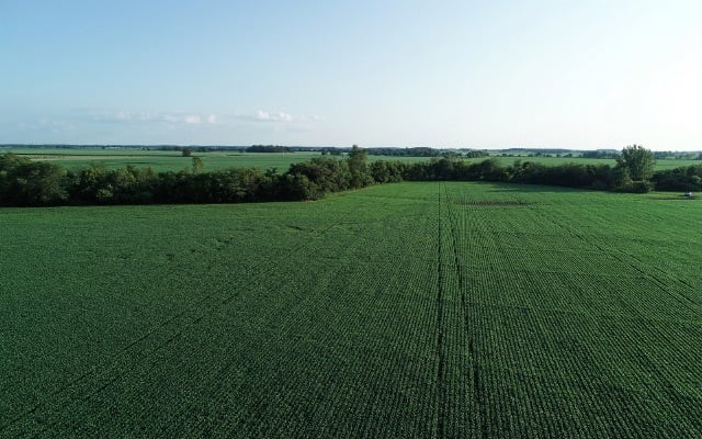 Aerial view of expansive green corn field.